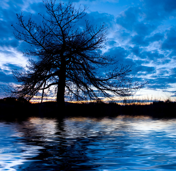 Night landscape with tree - Photo, Image