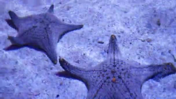 Ocean tropical exotic Estrella de mar en el fondo del acuario. Primer plano dos increíbles estrellas de mar que yacen en el fondo arenoso en agua limpia del acuario. - Metraje, vídeo