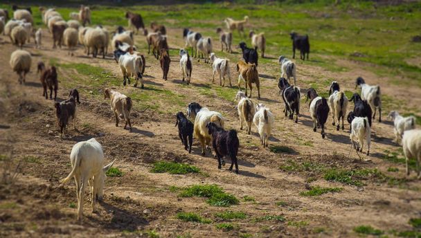 goats grazing on green grass outdoor at sunny day  - Valokuva, kuva