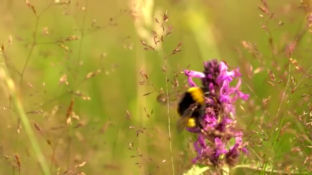 Mehiläinen luonnonvaraisella kukalla Puu Betony (Betonica officinalis) - Materiaali, video