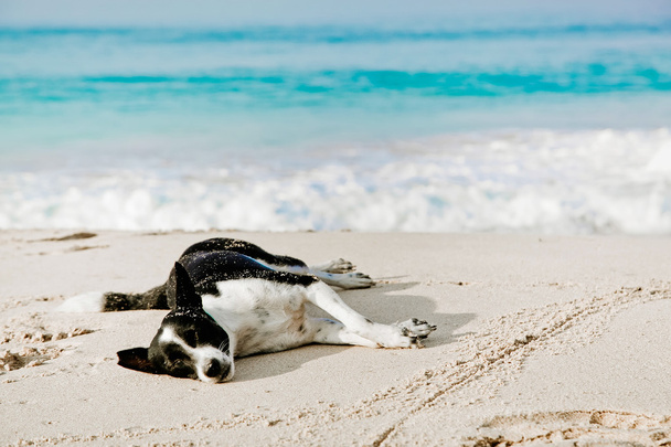 Dog sleeping on the beach - Photo, Image