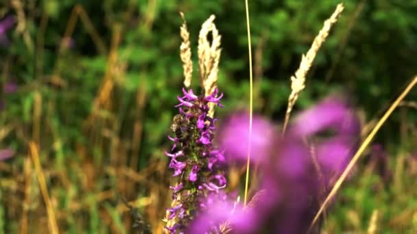  Close up of Bee on flower Wood Betony (Betonica officinalis) - Video, Çekim