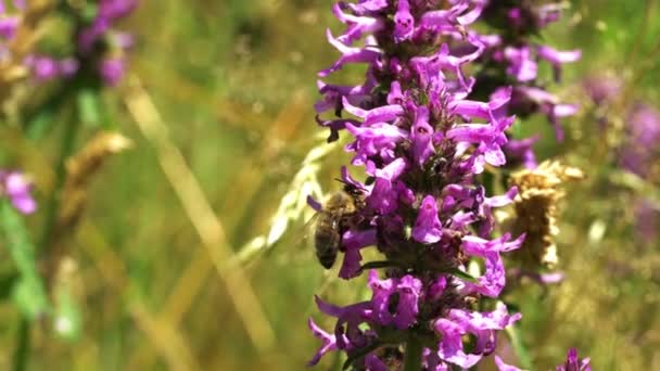  Close up of Bee on flower Wood Betony (Betonica officinalis) - Materiaali, video