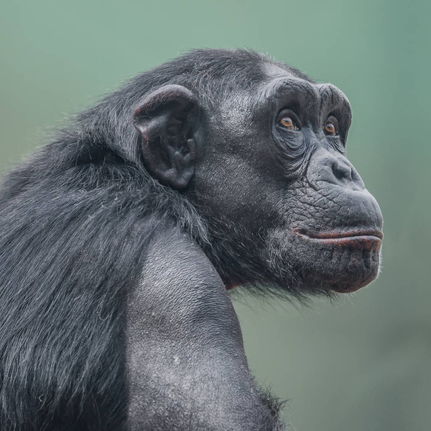 Портрет цікавого дорослого шимпанзе
 - Фото, зображення