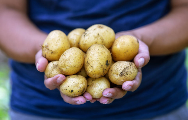 Çiftçinin elinde patates hasat - Fotoğraf, Görsel