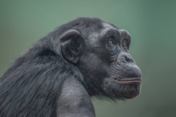 Portrait of curious wondered adult Chimpanzee - Photo, image