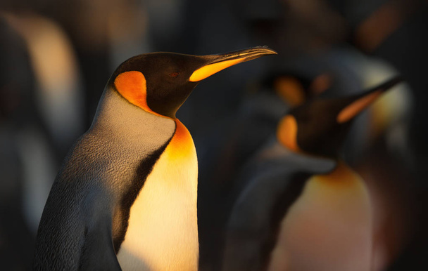 Zbliżenie króla Pingwin Falklandy (Malwiny) - Zdjęcie, obraz