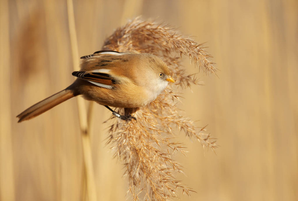 Bearded tit feeding on seeds in a reed bed - Photo, Image
