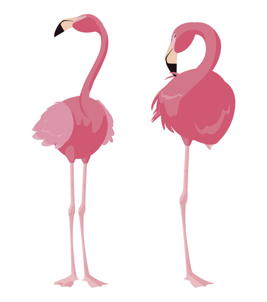 elegant flamingo birds couple - Vektori, kuva
