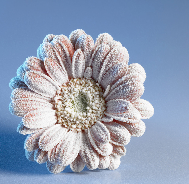 mrożona gerbera kwiat - Zdjęcie, obraz