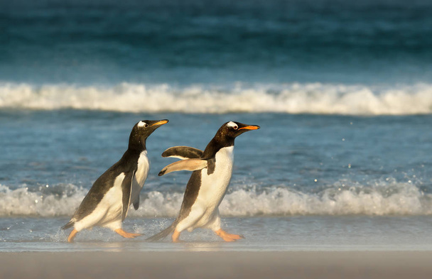 Nuori gentoo pingviini jahtaa vanhempiensa ruokintaan
 - Valokuva, kuva
