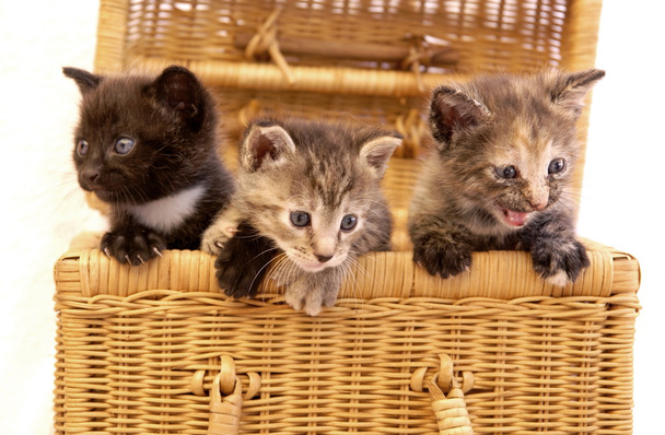 3 chatons assis dans un panier
 - Photo, image