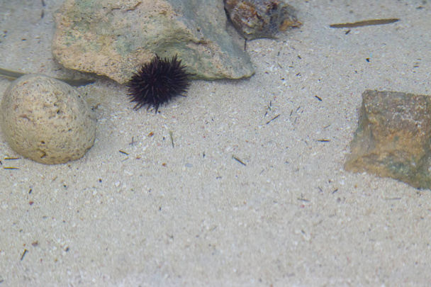 Echinoids (Echinoidea), commonly known as sea urchins. - Photo, Image