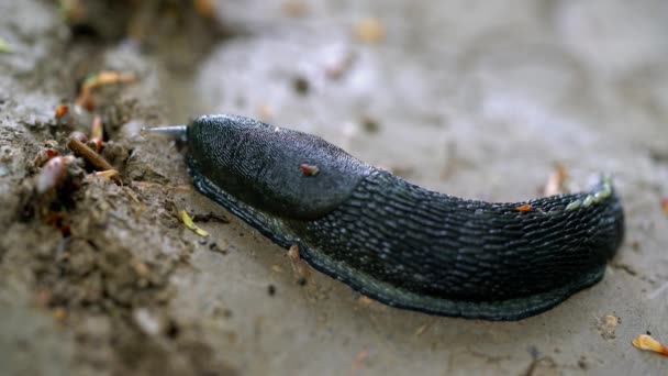 Snail - Gastropoda slowly goes - Imágenes, Vídeo