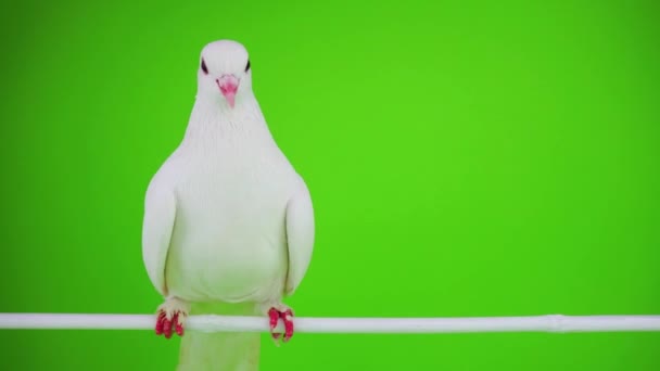 緑色の画面で白い鳩鳥 - 映像、動画