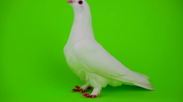 Duif vogel wit op groen scherm - Video