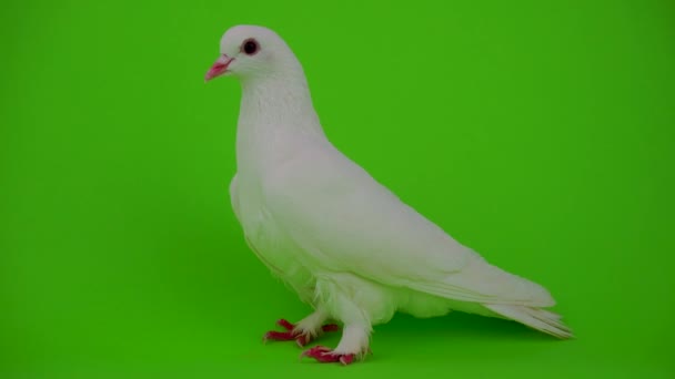 Madár fehér galamb a zöld képernyő - Felvétel, videó