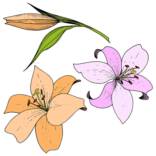 Vector Pink and orange lily floral botanical flower. Engraved ink art. Isolated lilies illustration element. - Vector, Image