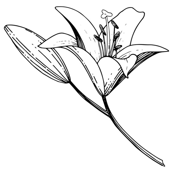 Flor botánica floral Vector Lily. Tinta grabada en blanco y negro. Elemento ilustrativo de lirios aislados
. - Vector, imagen