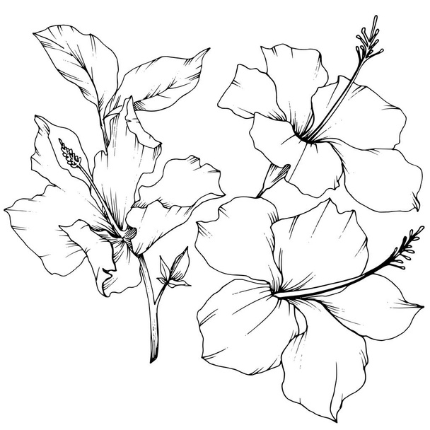 Vector Hibiscus floral botanical flower. Black and white engraved ink art. Isolated hibiscus illustration element. - Vektori, kuva