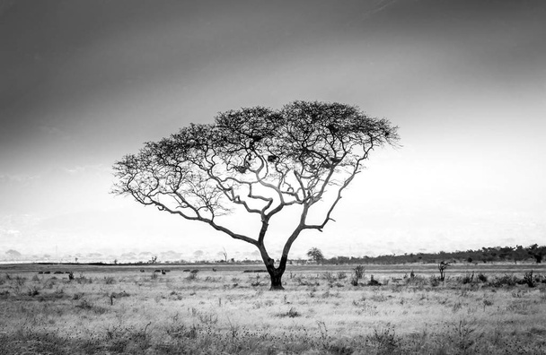 Afrikkalainen Savannah tasangot maisema
 - Valokuva, kuva