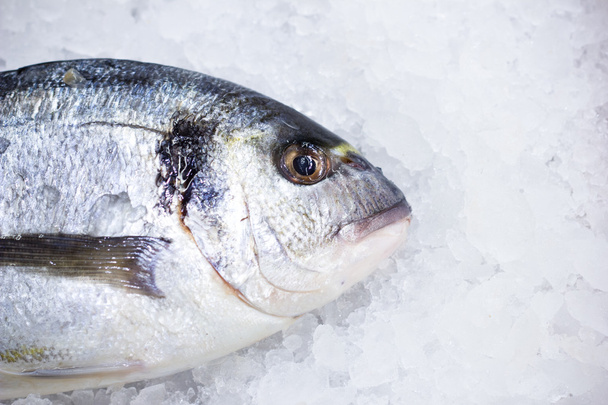 some fish dorado on a white ice background - Foto, Imagem