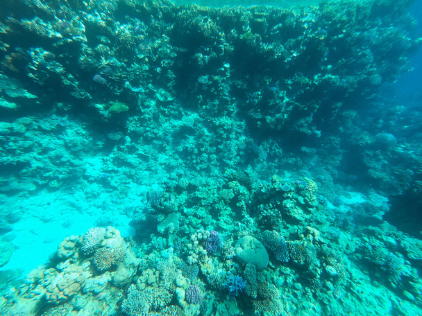 Fotografía submarina de arrecifes de coral en el mar rojo. Agua azul clara, hermosos corales. Fondo natural natural. Lugar para insertar texto. El tema del turismo y los viajes
. - Foto, Imagen