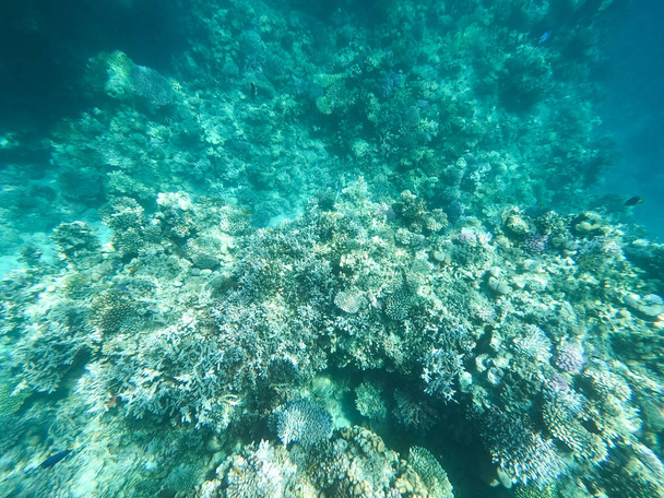 Unterwasseraufnahmen von Korallenriffen im Roten Meer. klares blaues Wasser, wunderschöne Korallen. Natürlicher Hintergrund. Platz, um Text einzufügen. das Thema Tourismus und Reisen. - Foto, Bild