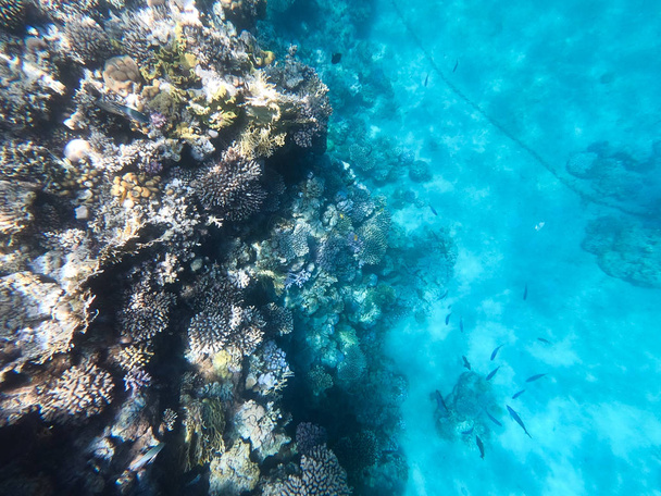 Vedenalainen valokuvaus koralliriutoista punaisessa meressä. Kirkas sininen vesi, kauniit korallit. Luonnollinen luonnollinen tausta. Paikka tekstin lisäämiseksi. Matkailun ja matkailun teema
. - Valokuva, kuva