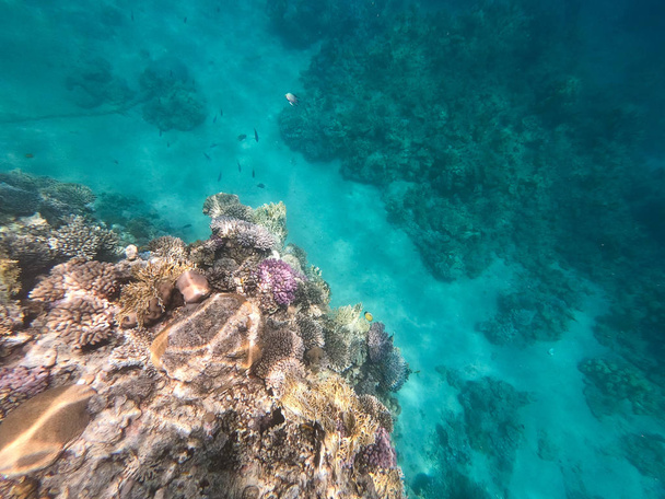 Underwater photography of coral reefs in the red sea. Clear blue water, beautiful corals. Natural natural background. Place to insert text. The theme of tourism and travel. - Photo, Image