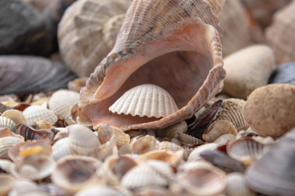 Zee thema achtergrond met schelpen verspreid close-up. Sea shell collectie. - Foto, afbeelding