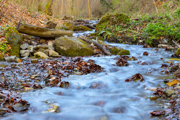 Small stream in forest on a cloudy morning - Photo, Image