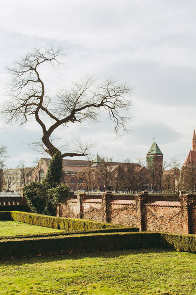 Gotyckie drzewa z suchych gałęzi w ogrodzie w pobliżu Katedra Świętego Jana Chrzciciela w Wrocław, Polska i innych budynków. Atmosferyczne gród na wiosenne popołudnie. - Zdjęcie, obraz