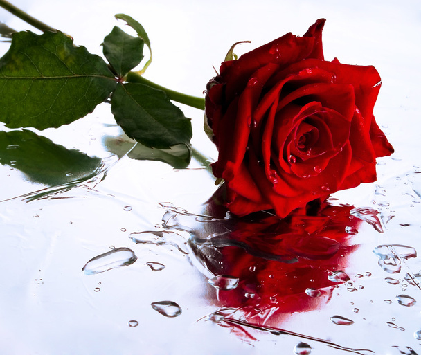 Rose ! - Photo, image