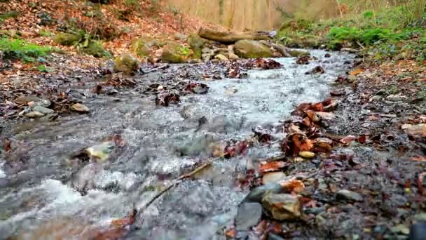 Small stream in forest on a cloudy morning - Footage, Video