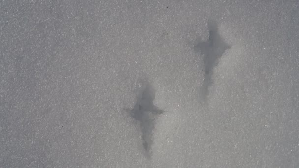 Foot bird tracks in depth snow - Footage, Video