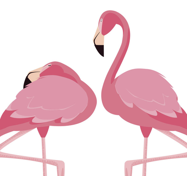 Elegantes Flamingo-Vogelpaar - Vektor, Bild