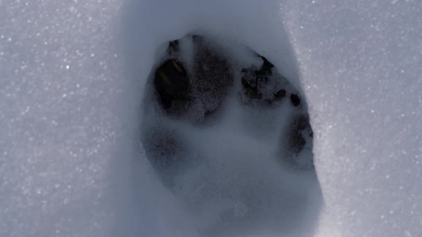 Foot dog track in depth snow - Footage, Video