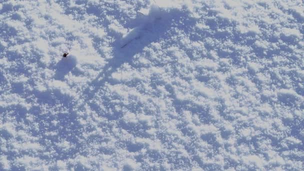 Ragadós trappolt mély hóban - Felvétel, videó