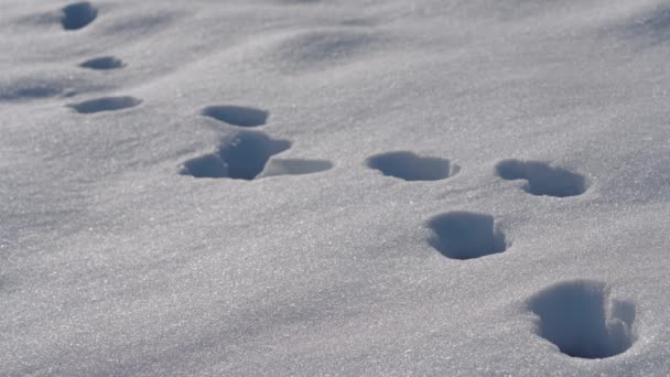 Voet hond tracks in diepte sneeuw - Video