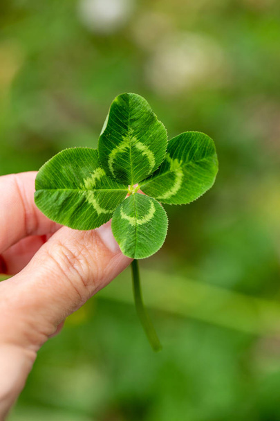Fresh green natural large four-leaf clover in hand between fingers on the background of the field. Macro. Outdoor. - Photo, Image
