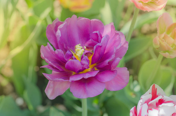 Peonia viola in giardino
 - Foto, immagini