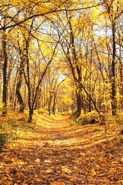 Autumn forest - Фото, изображение