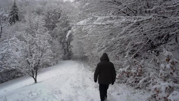 Ο άνθρωπος πηγαίνει σε βαθύ χιόνι κάτω από κλαδιά - Πλάνα, βίντεο