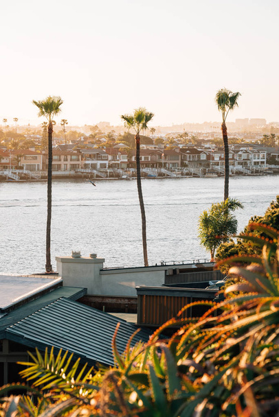 Palm trees and view of Balboa Island from Lookout Point in Coron - Photo, image
