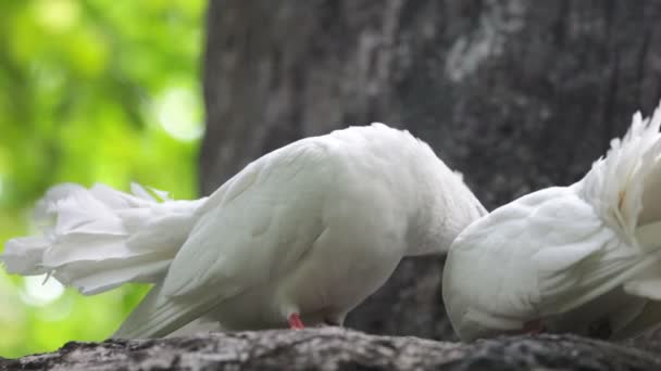 Love and pigeons - Video