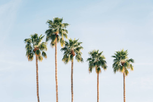 Palm trees in Palm Springs, California - Фото, изображение