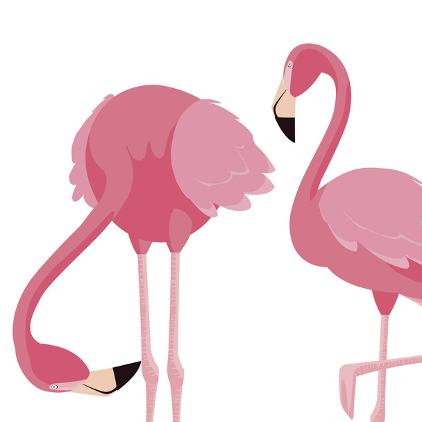 pár elegáns flamingo madarak - Vektor, kép