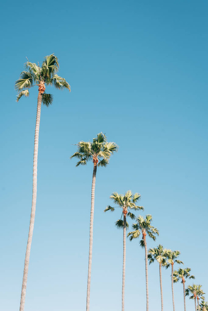 Palm trees with blue sky in Newport Beach, Orange County, Califo - Foto, immagini