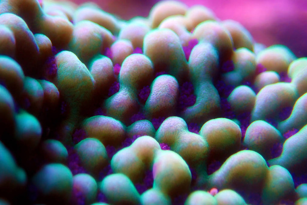 Montipora SPS mercan polipleri üzerinde Ultra sualtı makro - Fotoğraf, Görsel